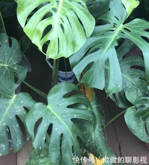 甲醛|9种适合卧室养的花,净化空气吸收甲醛,让你一夜酣睡到天亮