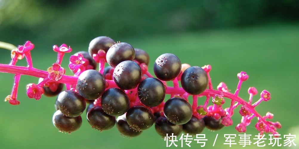 苦寒性|每日一中药，商陆