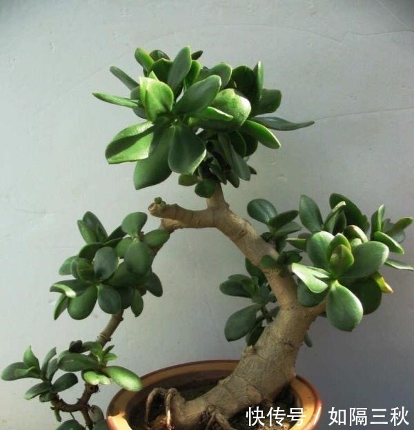 家庭养花，土从哪里来3个方法，不花一分钱，就能自制营养土了！