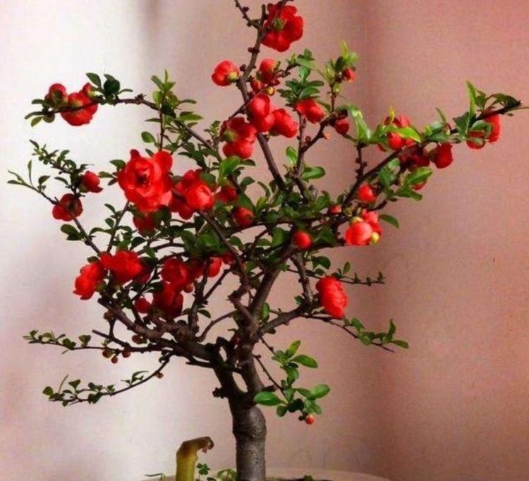 几种花超爱开花，清香怡人，连年开花，满室生香，花开美观又大气