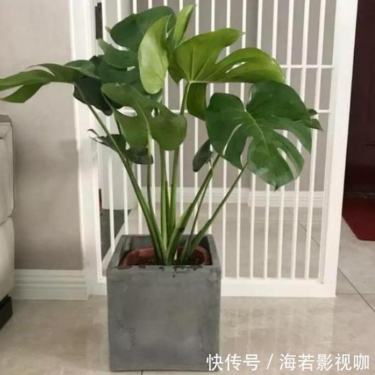 植物|家里客厅适合养什么花此3款对身体好,还能纳福又聚财