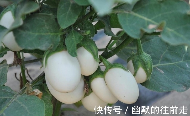 花坛|农村长在树上的“鸡蛋”,估计你这辈子都没见过,更别说吃了