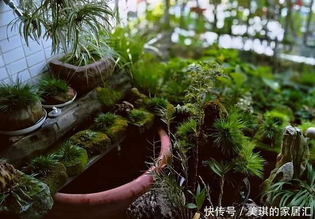  野草|路边野草，种盆里变成值钱盆景，超好养还好看