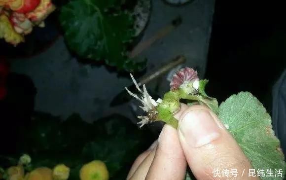 养花|养花爱好者看过来这15种花现在“扦插”,生根快,一个周就长芽