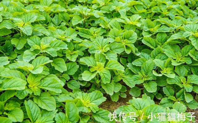 益母草|66种野菜大图片,带你见识不同的野菜和吃法,你想要的野菜这里有