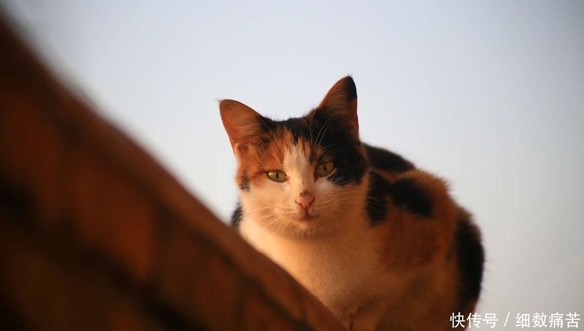 土猫|流浪、扑杀是中华田园猫的命运？你看不上的土猫，被外国人当宝