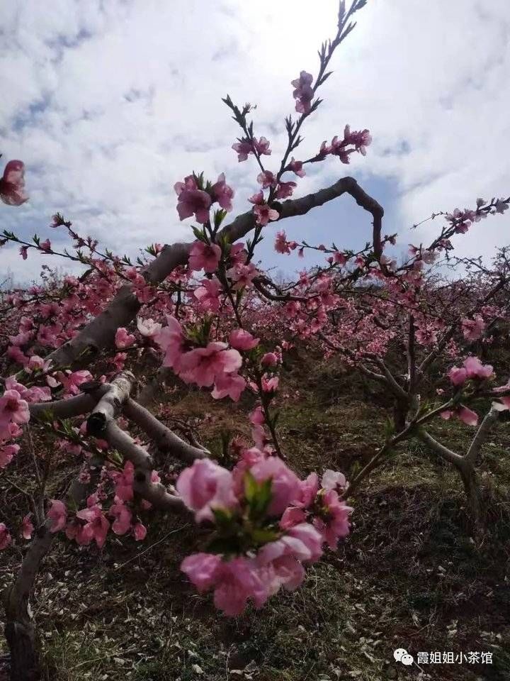 花开，莫错过归期