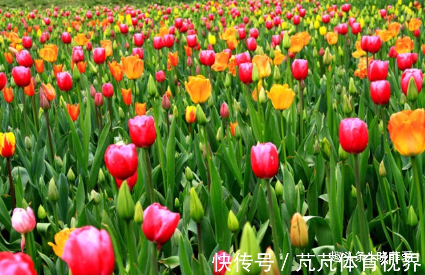 提醒：这12种“漂亮花”，不适合养在室内，别不当回事