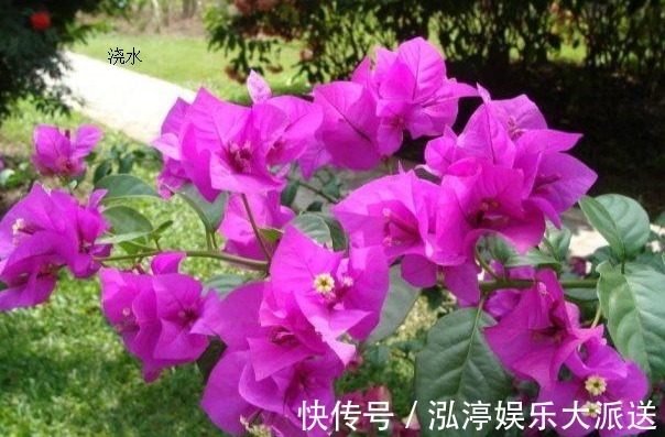 施肥|萌新三角梅夏季该如何养护三角梅夏季的养殖方法和注意事项