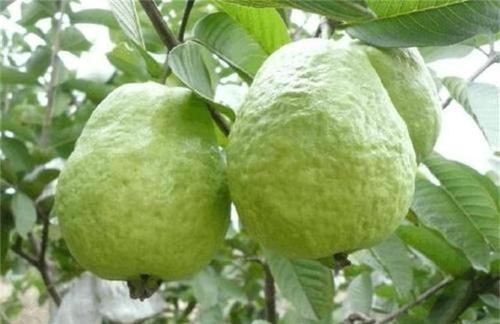 藕根|女性过了40岁,常吃三种食物,补充营养,滋补身体,好吃又不贵