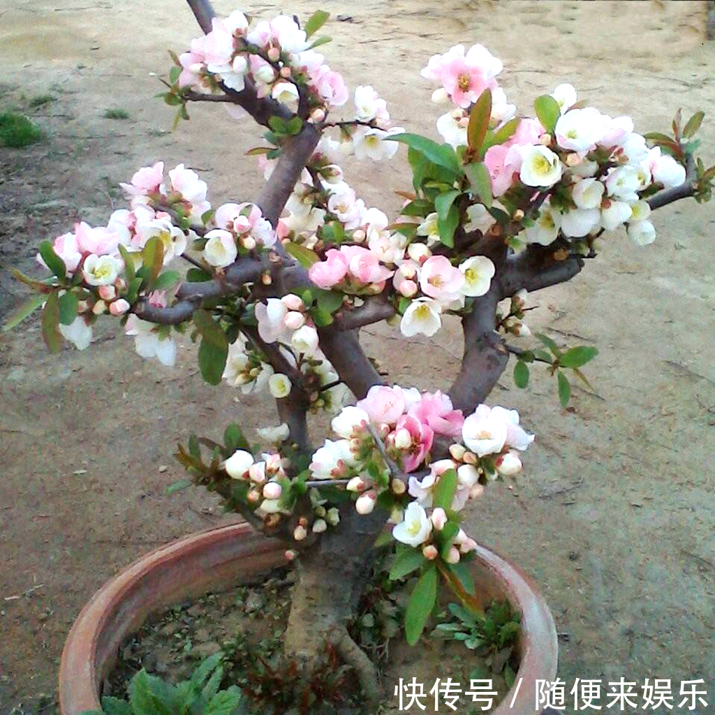 农村一种植物，盆栽做成盆景很漂亮，果实可以食用，农民也爱吃