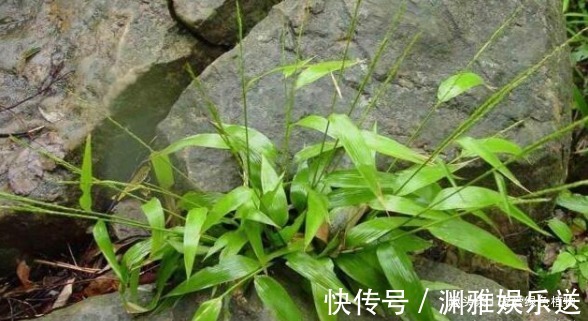 野草|生在湿地的它,目前价值珍贵,能“止咳、治牙疼”,看见请保护!