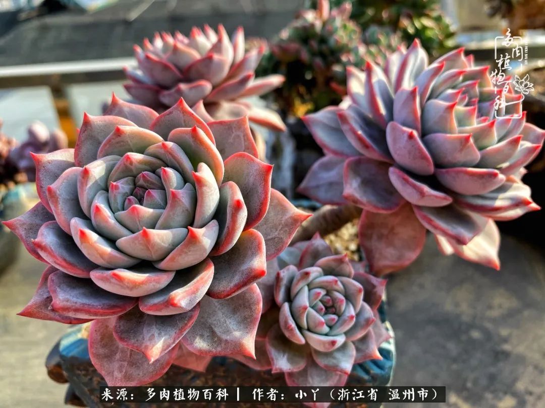 祖上无院家里无矿,一腔浪漫情怀付诸楼顶造花!