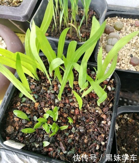 “天价”的兰花,比不上这种“土兰花”,香气飘十里,七仙女下凡!