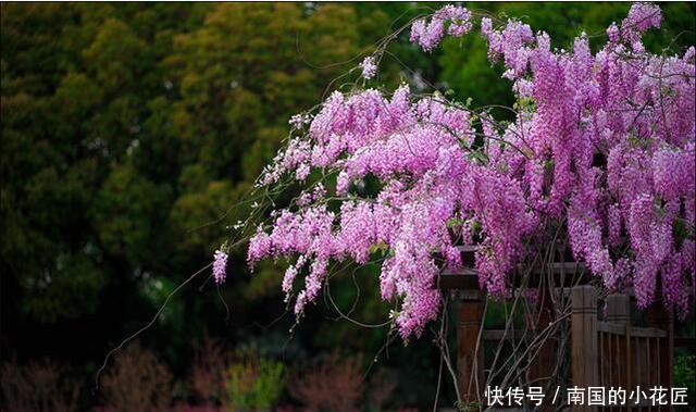 简直|家里养了这些花,简直美哭了