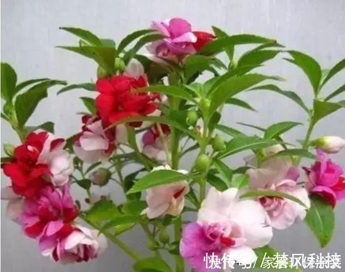 花苞|花友最喜欢的4种花,浇水就疯长,开花就爆盆,养在家里太美了!