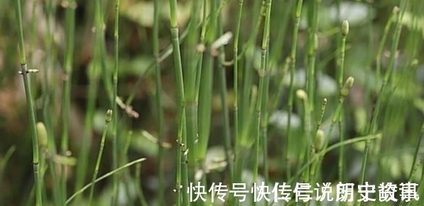 农民|农村一种常见野草,以前总被农民忽视,如今市场800一斤难买到