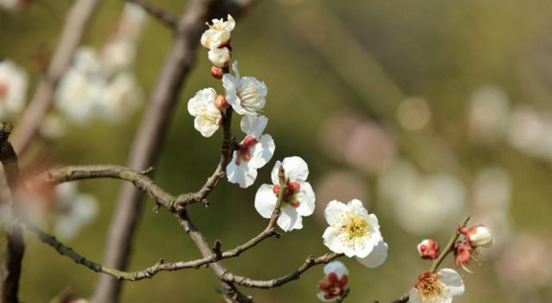 盛赞|马致远的小令意境凄美,这首《落梅风》语淡韵远,被无数名家盛赞