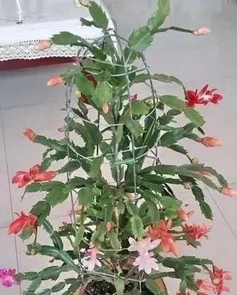 仙人掌|家庭养蟹爪兰,一个“小窍门”,不怕热,不怕冷,一年到头都开花