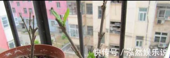 爆盆|绿萝文竹吊兰栀子花发黄枯死，气的剪成光头，一个月后居然爆盆了