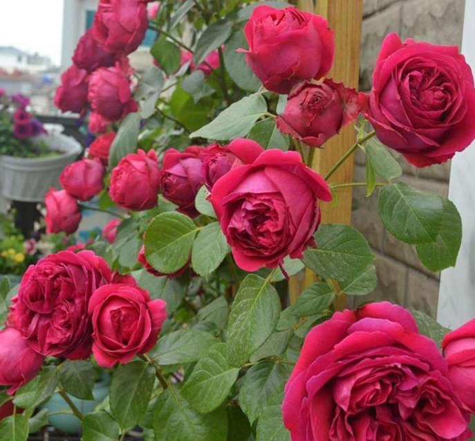 夏季想养盆月季花这五种月季花好养护,轻松开满盆,开花美极了