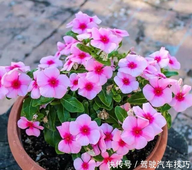 花期|这8种懒人花,花期长,好看又好养!这8种懒人花,花期长,好看又好养!