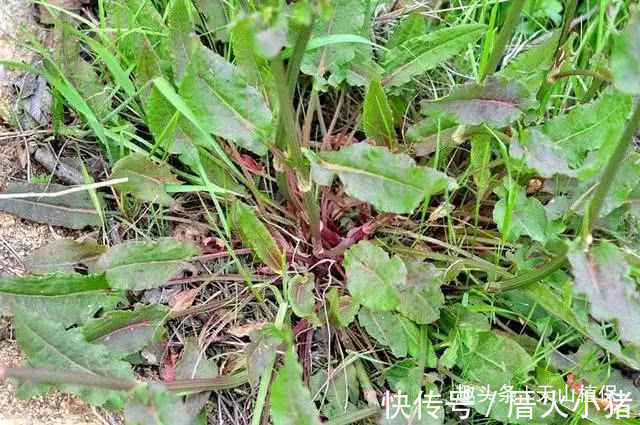 大黄|野菜俗称“金不换”,比醋还酸,治便秘当调料,市场价值极高!