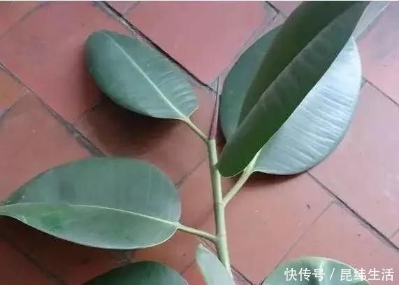 养花|养花爱好者看过来这15种花现在“扦插”,生根快,一个周就长芽