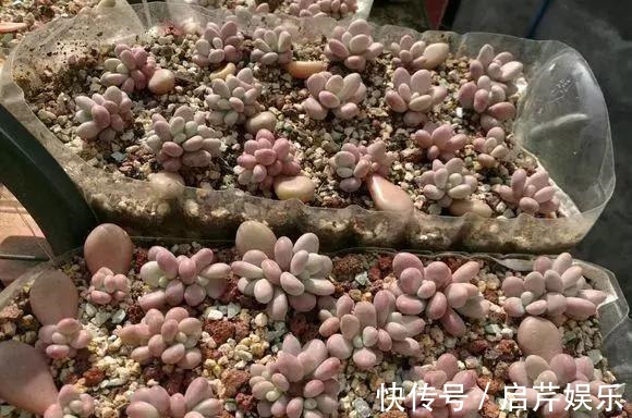 s只要家里有油桶,就不用花钱买花盆!多肉种在油桶里,叶子胖嘟嘟