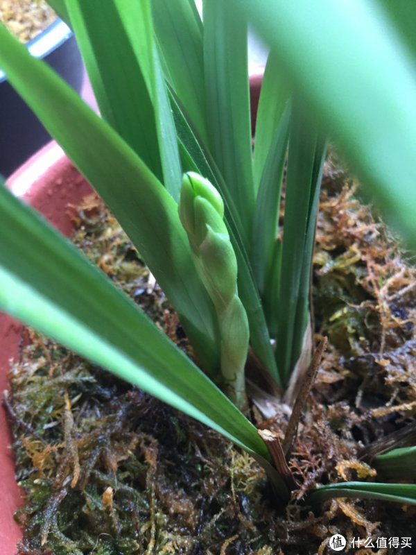 大凤素|不到一元钱买的兰花开花了!