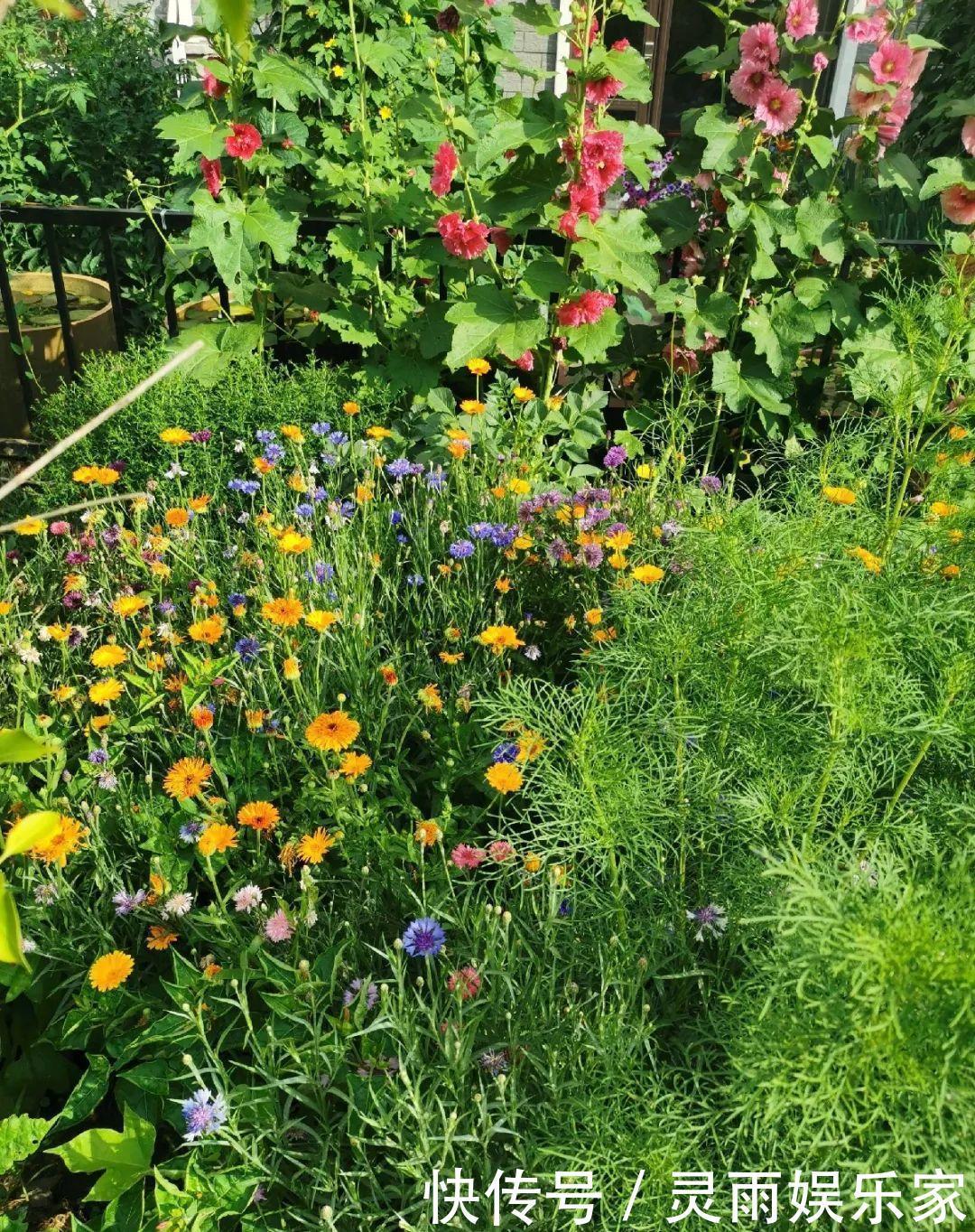 70岁老妈,一天也闲不住,院子里种满了花!