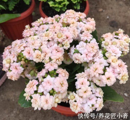 养护|长寿花应该摆放在哪里？新手四季养护指南告诉你，让它叶绿花多