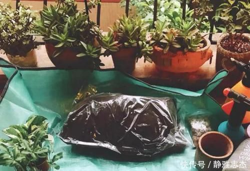 养分|养花换盆:废弃的旧土怎么处理?掺入这3样东西,可再次使用