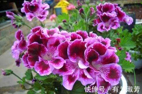 养花不懂换盆？永远等不到植物开花，养一盆黄一盆！