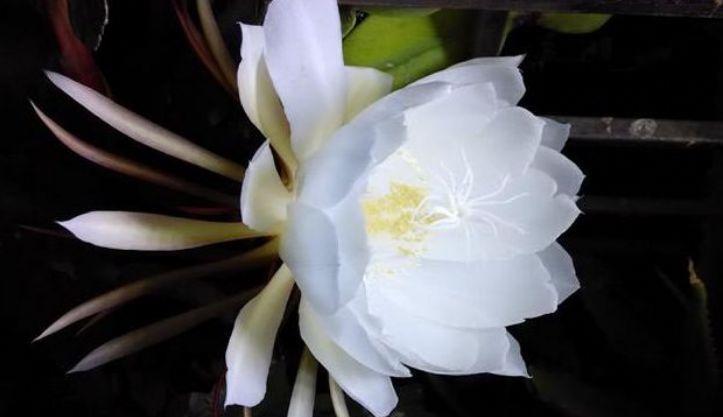 昙花|最有仙气的3种花，迷人的花朵，开满整个花盆，快养起来吧！