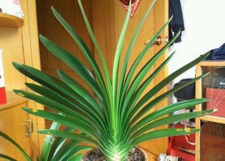 君子兰养护“技巧贴”4大养护难题,通通给出解决答案!