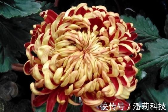 菩萨|喜欢菊花,就养盆“国华系列”国华雨露,似菩萨宝座,高贵典雅