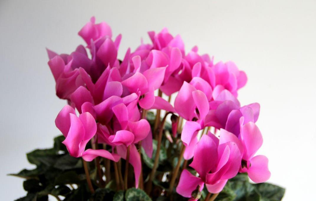 植物|三种花,春天正好养,买回家几天就能盛开