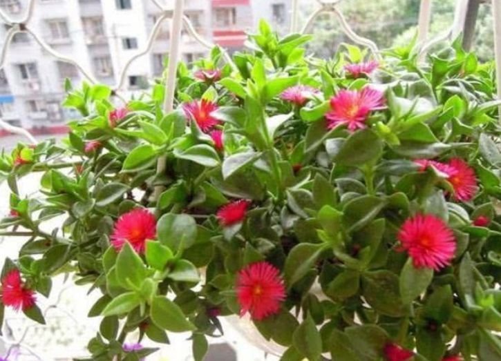 养花就养这几款,花朵小巧玲珑,花香易打理,养在客厅美极了