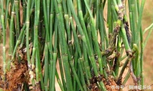 人体|农村不起眼的杂草,却是珍贵的药材,对人体的帮助极大