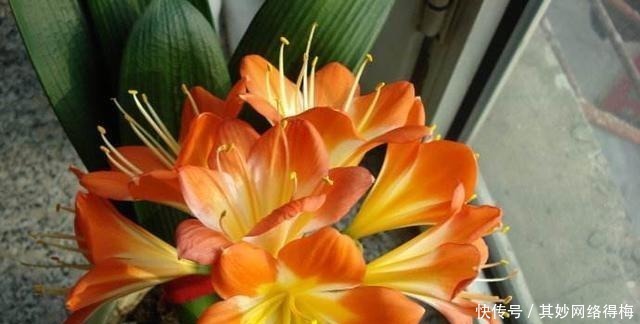 养君子兰，浇1杯“营养液”，7天冒花苞，花朵鲜艳，越长越美！