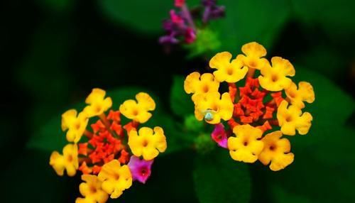 家里万万不要养这几种花，难怪家人身体越住越差，聪明人家从不种