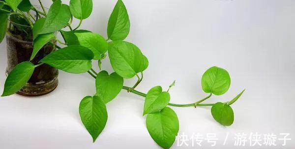 绿萝|解决好绿箩这5个问题,黄叶不再有,净化环境更给力