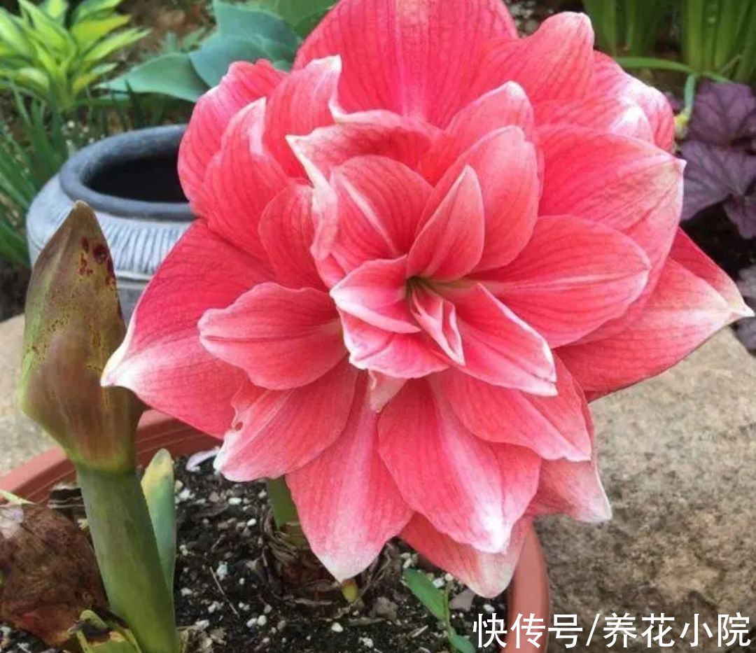 仙客来|3种“漂亮花”，开完花别扔，继续养着，下年还能开花