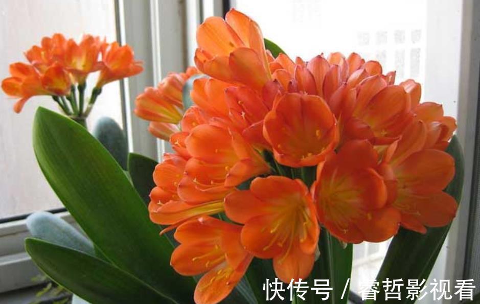 植株|立秋以后,养君子兰满足4个条件,新叶花箭一起长,绽放层叠群花