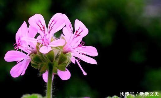 天竺葵|5种适合夏天养的花，香飘满屋，起到驱蚊好效果，让你天天睡得香