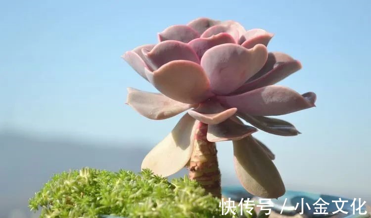 以阳光为滤镜,蓝天为背景,期待拥抱春天,拥抱自然!