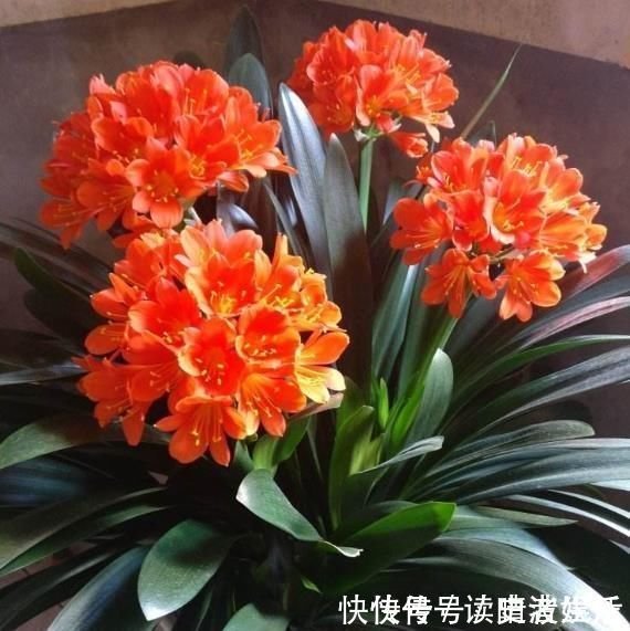 这“3”种花，放在家中最“保值”，养上数10年，几万都不卖
