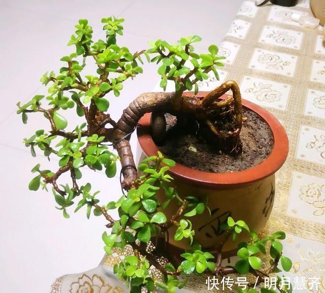 金枝玉叶长势慢，果断“剪一刀”再饿三天，“猛窜芽”变繁花老桩