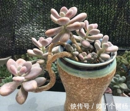 想要打造多肉悬崖桩?教你用点小手段,快速形成,时间缩短两倍!